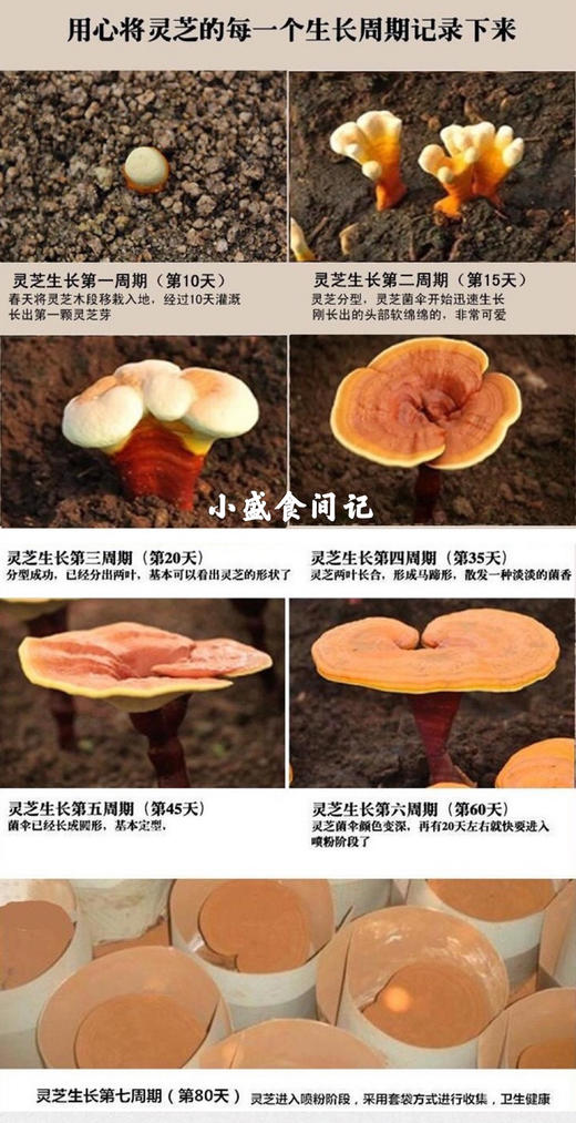 破壁灵芝孢子粉（头道）250g 商品图3