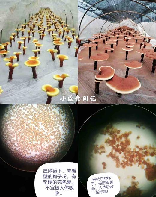 破壁灵芝孢子粉（头道）250g 商品图4