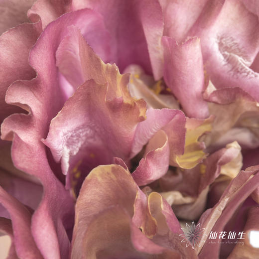 洋桔梗 | 茶色 商品图1