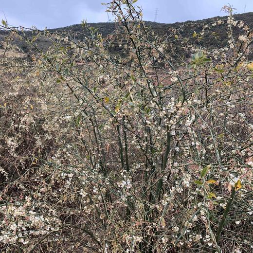 【野生青刺果油】 物理冷压榨/高级天然植物食用油|被誉可以吃的化妆品| 今年新榨包邮 商品图11