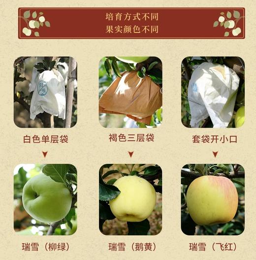 新国货-瑞阳瑞雪苹果 商品图4
