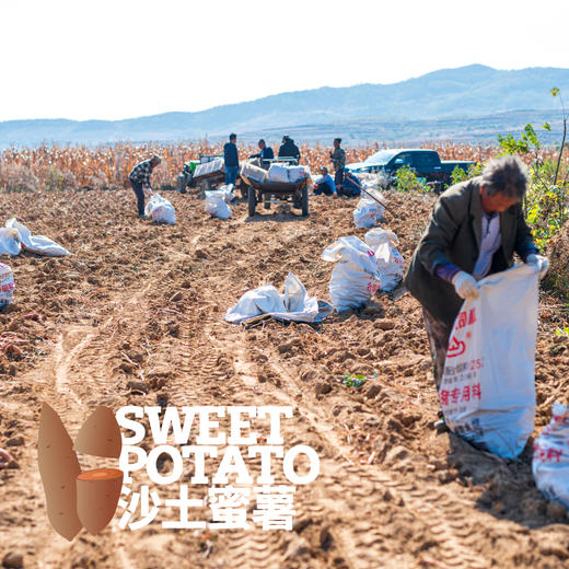 沙土蜜薯已糖化好（烟薯25/白哈密）  申通快递 商品图4