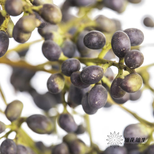 配果 | 女贞果 商品图2