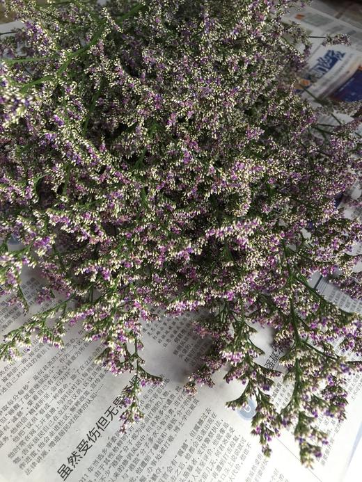 情人草 约500克/扎 - 南粤floever鲜花量贩