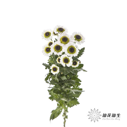 小菊 | 宝石白 商品图4