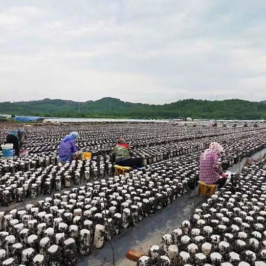 长白山秋木耳，肉质肥厚， 口感爽滑 商品图4