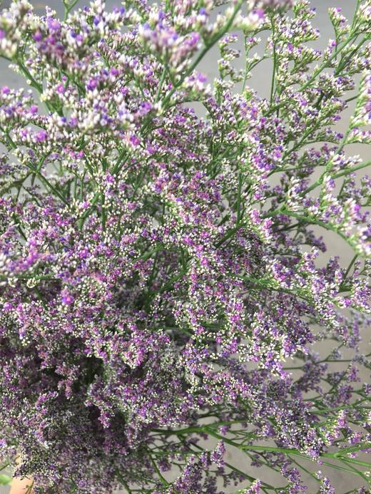 情人草  约500克/扎 商品图3