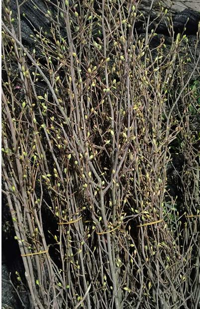 配花 | 耳坠花 商品图1