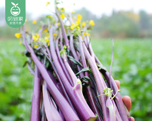 湖北霜打新鲜红菜苔/1份（约350g） 商品图2
