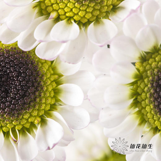 小菊 | 宝石白 商品图1