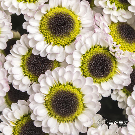 小菊 | 宝石白 商品图0