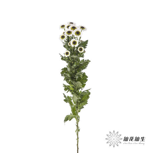 小菊 | 宝石白 商品图3