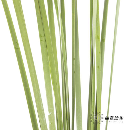 叶材 | 水竹【默认剪短发出】 商品图2