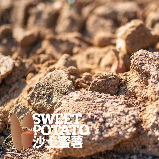 沙土蜜薯已糖化好（烟薯25/白哈密）  申通快递 商品图6