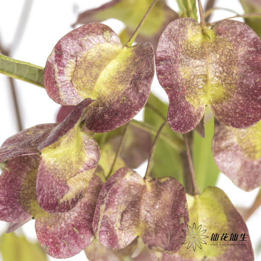 叶材 | 迎客豆 商品图3