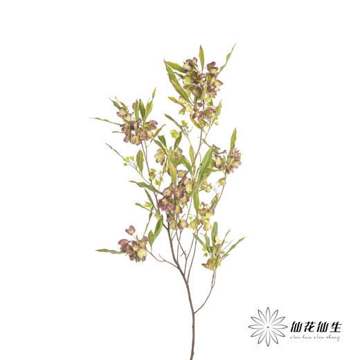 叶材 | 迎客豆 商品图1