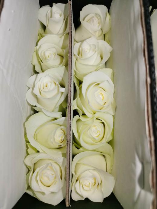 玫瑰·骄傲 - 花c鲜花供应链