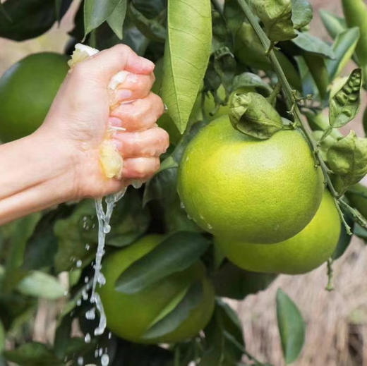 福建青皮葡萄柚    4.5-5斤 /   8-8.5斤装 商品图0