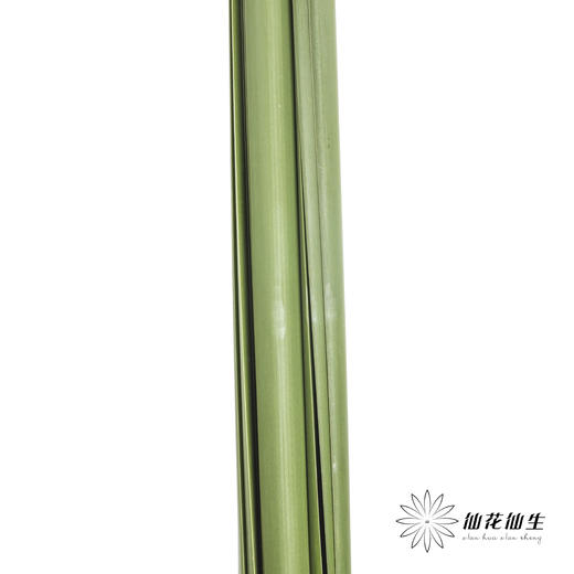 叶材 | 水竹【默认剪短发出】 商品图0