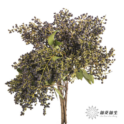 配果 | 女贞果 商品图5