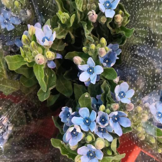 配花-蓝星花 商品图0