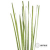 叶材 | 水竹【默认剪短发出】 商品缩略图1