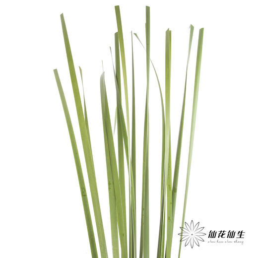 叶材 | 水竹【默认剪短发出】 商品图1