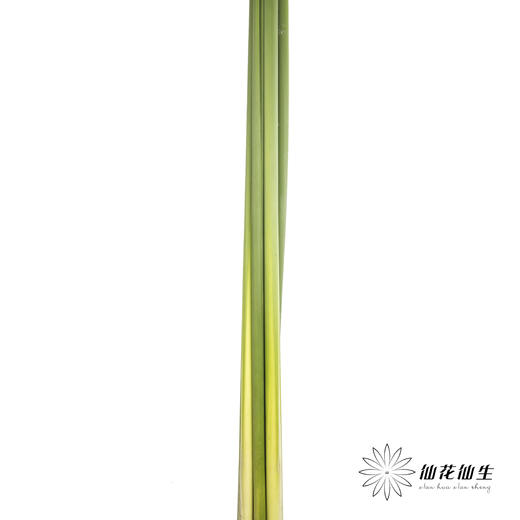 叶材 | 水竹【默认剪短发出】 商品图3