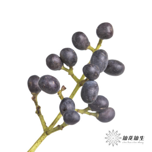 配果 | 女贞果 商品图1