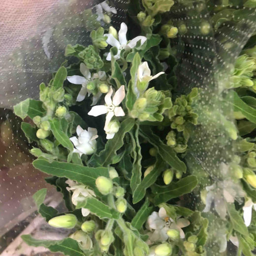 配花-蓝星花白色 商品图0