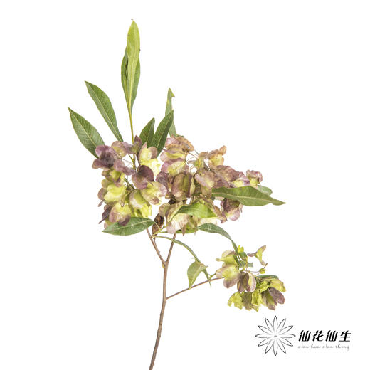 叶材 | 迎客豆 商品图2