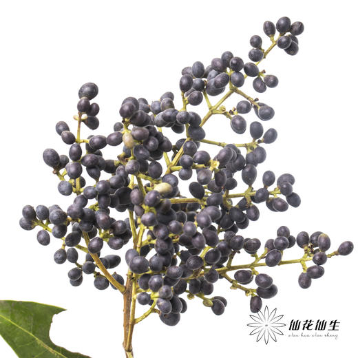 配果 | 女贞果 商品图0