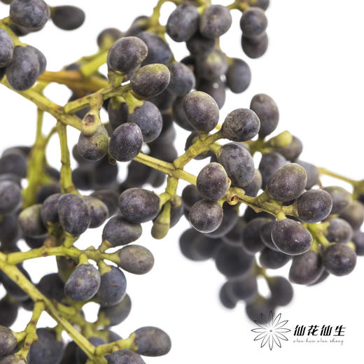 配果 | 女贞果 商品图3