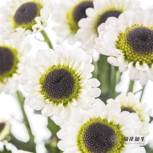 小菊 | 宝石白 商品图5