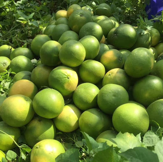 福建青皮葡萄柚    4.5-5斤 /   8-8.5斤装 商品图6