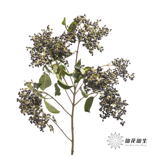 配果 | 女贞果 商品图4