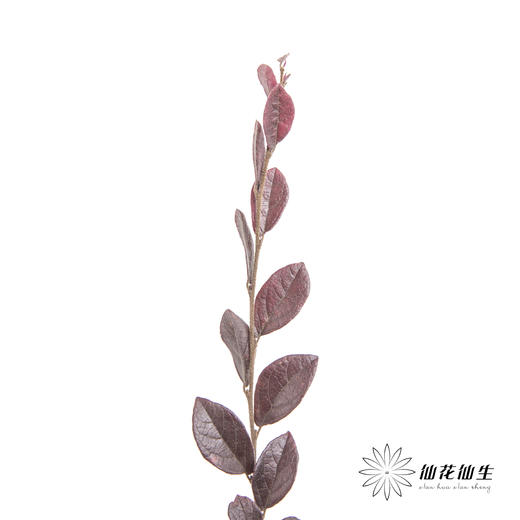 叶材 | 红继木 商品图1