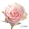单头玫瑰 | 粉爱神 商品缩略图1