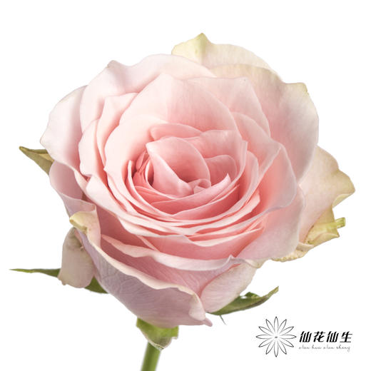 单头玫瑰 | 粉爱神 商品图1