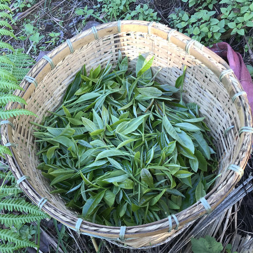 阿善普洱熟茶/生茶，野生放养茶叶采摘（回甘） 商品图4