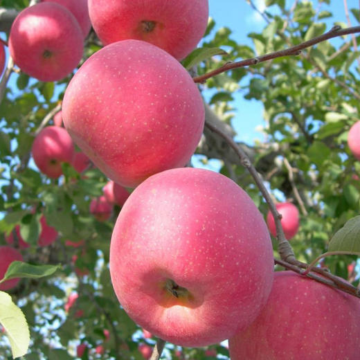 老米优品/【功夫苹果】等了六年才能吃到的苹果！果香四溢，爆甜爽脆！对标日本青森苹果种植，全程有机可溯源，味道完胜名扬世界的青森苹果！生活就要与众不同！丁苹果 商品图9