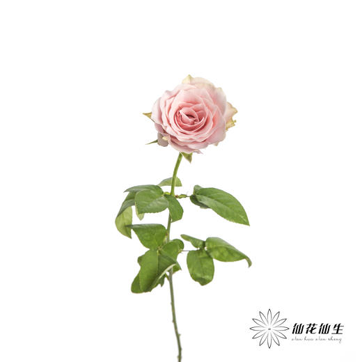 单头玫瑰 | 粉爱神 商品图2
