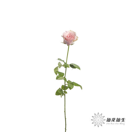 单头玫瑰 | 粉爱神 商品图3