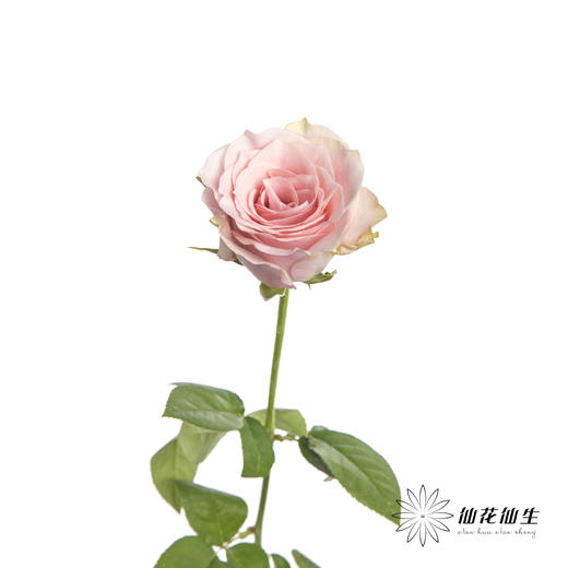 单头玫瑰 | 粉爱神 商品图4