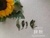 2019年深秋白茶《辞秋》，媲美2017霜降茶的珍藏版高山白茶 商品缩略图3