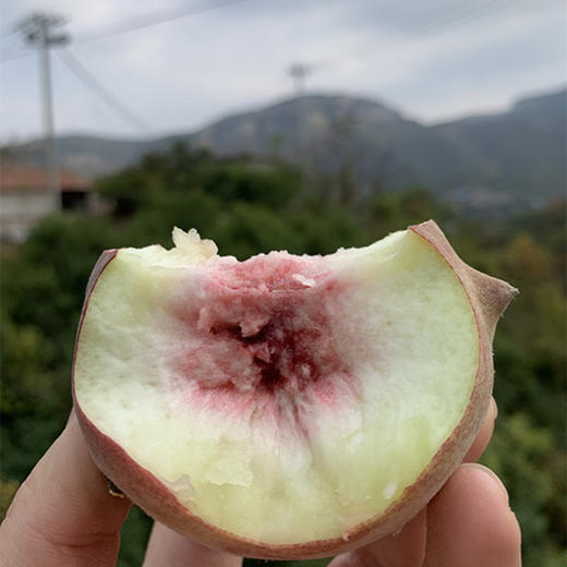 【山东青州小冬桃】 5/9斤老树小冬桃毛桃 非金秋红蜜桃 新鲜水果