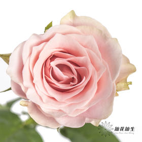 单头玫瑰 | 粉爱神