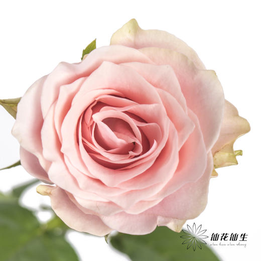 单头玫瑰 | 粉爱神 商品图0