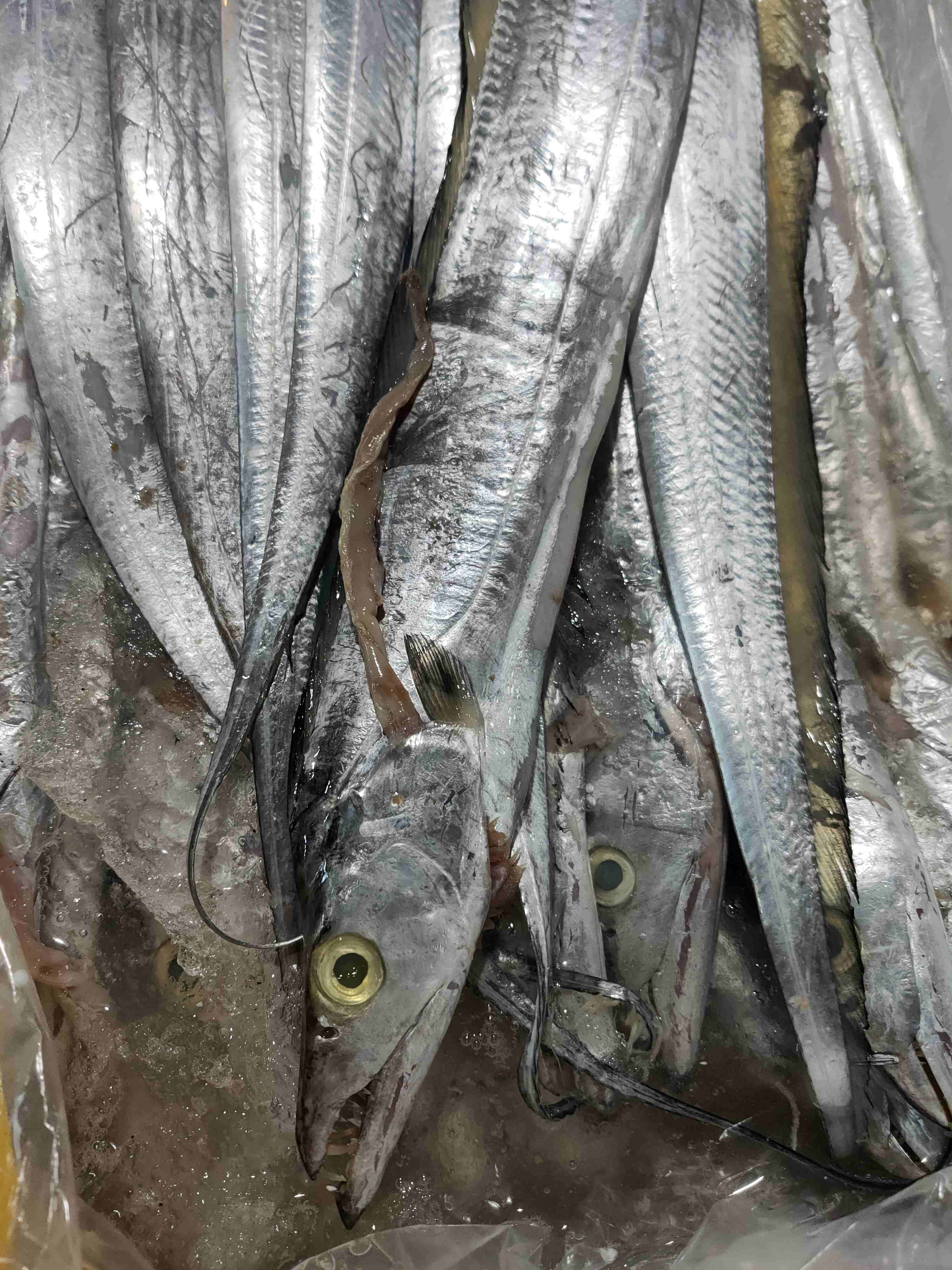 新鲜大带鱼，1.2一1.3斤1条