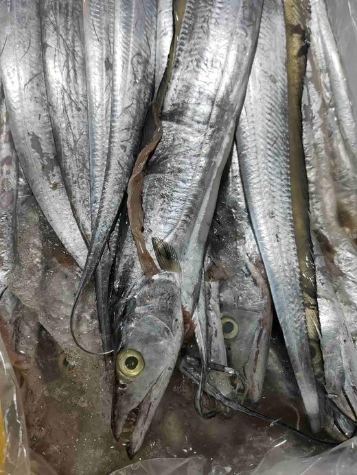 新鲜大带鱼，1.2一1.3斤1条 商品图0